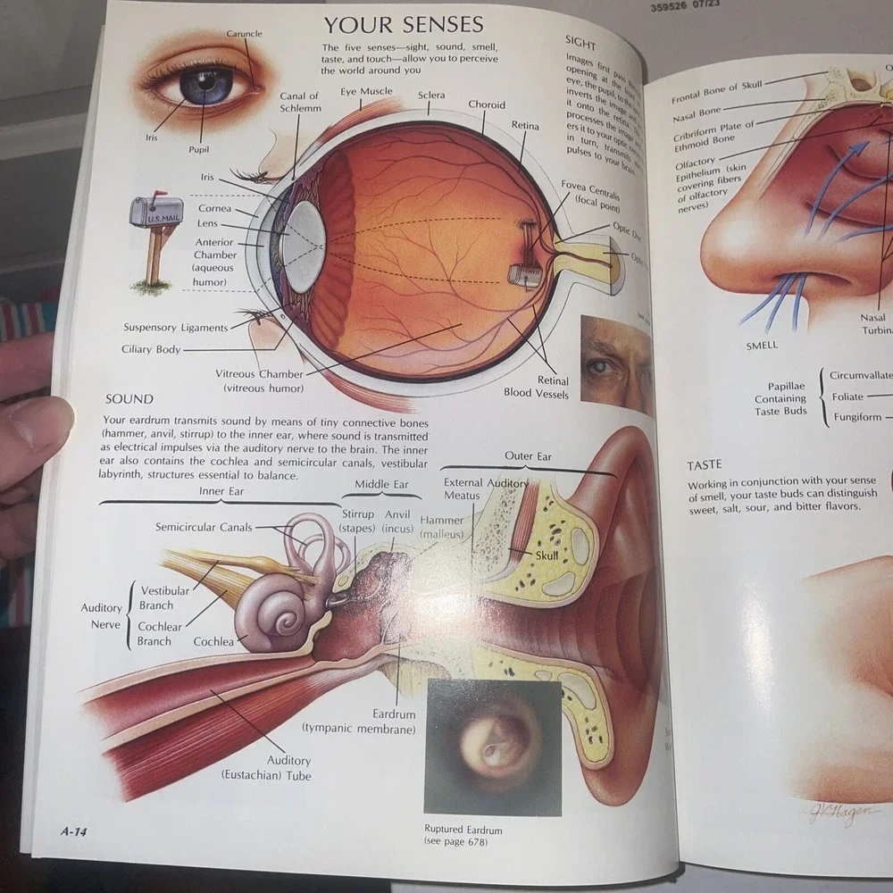 MAYO CLINIC FAMILY HEALTH BOOK Illustrated Home Medical Reference HCDJ 1990 XLNT